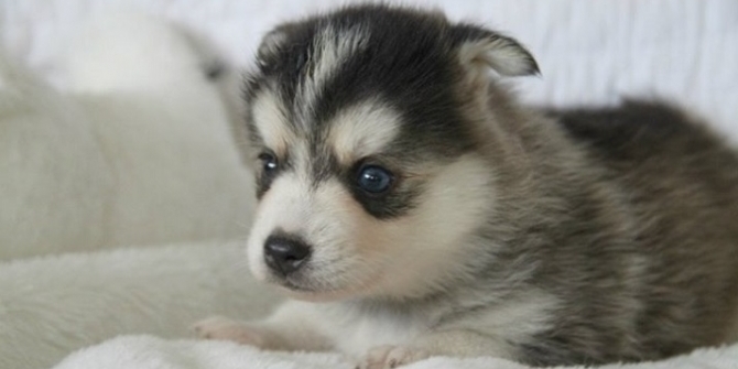 How to identify a genuine pomsky puppy post thumbnail image